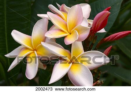 Soft Focus Of White Plumeria Flowers With Pale Yellow Centers, Dark Pink Buds View Large Photo Image Stock Image - Soft Focus Of White Plumeria Flowers With Pale Yellow Centers, Dark Pink Buds. Fotosearch