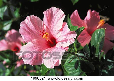 Stock Image - Soft Pink Hibiscus Flower On Bush, Others Soft Focus In Background. Fotosearch