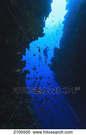 Soldierfish In Cave Opening Arue Wall Dive Near Papeete; Tahiti Nui South Pacific View Large Photo Image Stock Image - Soldierfish In Cave Opening Arue Wall Dive Near Papeete; Tahiti Nui South Pacific. Fotosearch