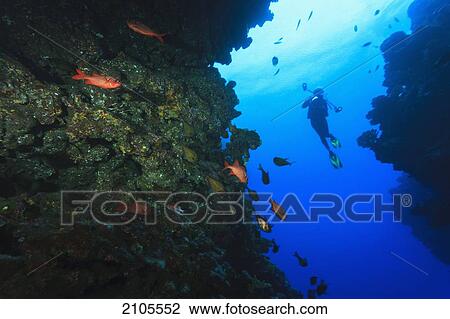 Stock Image - Soldierfish In Cave Opening Arue Wall Dive Near Papeete; Tahiti Nui South Pacific. Fotosearch