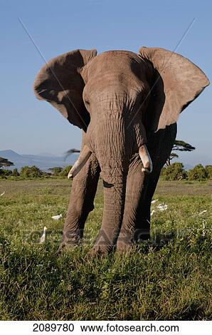 Solitary Bull Elephant, Amboseli, Kenya View Large Photo Image Stock Image - Solitary Bull Elephant, Amboseli, Kenya. Fotosearch