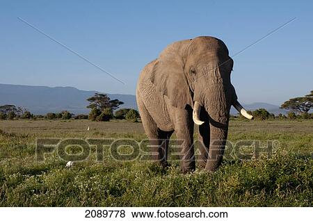 Stock Photo - Solitary Bull Elephant, Amboseli, Kenya. Fotosearch