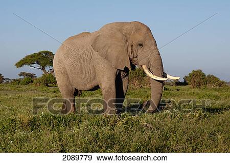Stock Photo - Solitary Bull Elephant, Amboseli, Kenya. Fotosearch