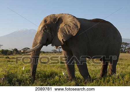 Stock Image - Solitary Bull Elephant, Mt Kilimanjaro, Amboseli, Kenya. Fotosearch