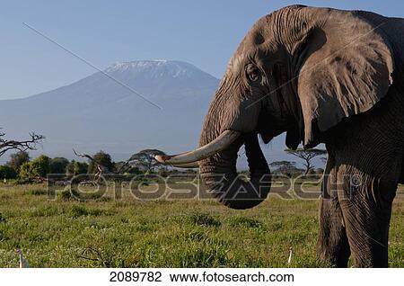 Solitary Bull Elephant, Mt Kilimanjaro, Amboseli, Kenya View Large Photo Image Stock Image - Solitary Bull Elephant, Mt Kilimanjaro, Amboseli, Kenya. Fotosearch