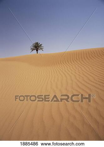 Stock Photograph - Solitary Date Palm Tree In The Sand Dunes, Tinfou Near Zagora. Fotosearch