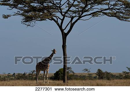 Solitary giraffe under large acacia tree, Ol Pejeta Conservancy; Kenya View Large Photo Image Stock Image - Solitary giraffe under large acacia tree, Ol Pejeta Conservancy; Kenya. Fotosearch