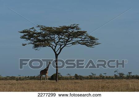 Solitary giraffe under large acacia tree, Ol Pejeta Conservancy; Kenya View Large Photo Image Stock Photo - Solitary giraffe under large acacia tree, Ol Pejeta Conservancy; Kenya. Fotosearch