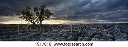Solitary Hawthorne Tree At Dusk On Limestone Pavement View Large Photo Image Stock Photo - Solitary Hawthorne Tree At Dusk On Limestone Pavement. Fotosearch