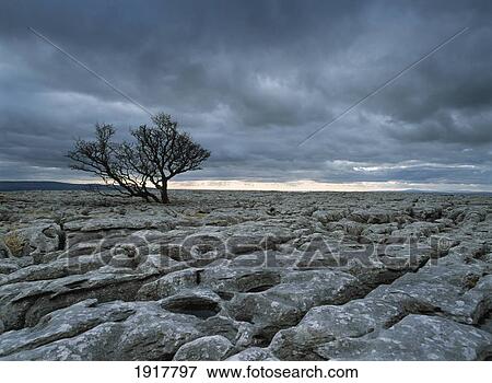 Solitary Hawthorne Tree On Limestone Pavement Near Ingleborough Hill View Large Photo Image Stock Photo - Solitary Hawthorne Tree On Limestone Pavement Near Ingleborough Hill. Fotosearch