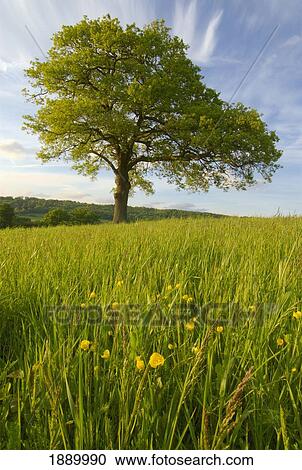 Stock Image - Solitary Oak Tree And Wildflowers In Field. Fotosearch