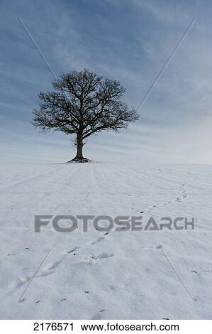 Solitary Oak Tree On Snowy Hill, Petersfield, Hampshire, Uk View Large Photo Image Stock Image - Solitary Oak Tree On Snowy Hill, Petersfield, Hampshire, Uk. Fotosearch