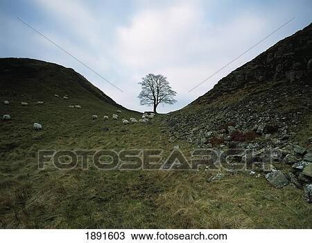 Solitary Tree In Sycamore Gap On Hadrian's Wall View Large Photo Image Stock Image - Solitary Tree In Sycamore Gap On Hadrian's Wall. Fotosearch