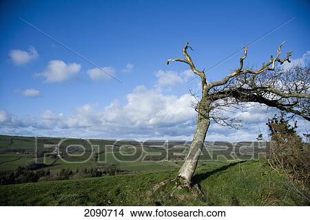 Picture - Solitary Windswept Tree On A Hill Top, Over Looking Fields And The Valley Below, Mid Devon, South West, Uk. Fotosearch