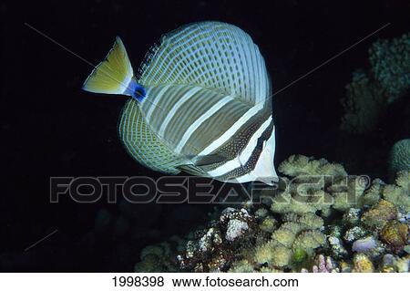 Stock Photo - Soloman Islands, Sailfin Tang Surgeonfish (Zebrasoma Veliferum) B1966. Fotosearch
