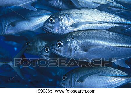 Solomon Islands, Bigeye Trevally Close-Up Of School, Side View (Caranx Sexfasciatus) View Large Photo Image Stock Photography - Solomon Islands, Bigeye Trevally Close-Up Of School, Side View (Caranx Sexfasciatus). Fotosearch