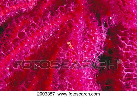 Solomon Islands, Bright Pink Soft Coral With Goby Atop, Close-Up Detail View Large Photo Image Stock Photo - Solomon Islands, Bright Pink Soft Coral With Goby Atop, Close-Up Detail. Fotosearch