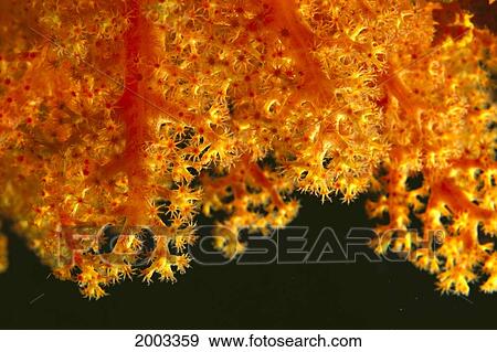 Solomon Islands, Close-Up Of Orange Soft Coral With Polyps Showing View Large Photo Image Stock Photo - Solomon Islands, Close-Up Of Orange Soft Coral With Polyps Showing. Fotosearch