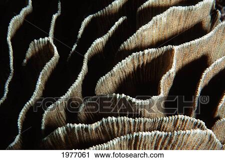 Stock Image - Solomon Islands, Closeup Of Mushroom Coral With Folds And Ridges.. Fotosearch