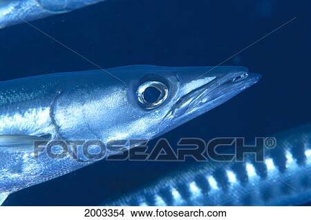 Solomon Islands, Extreme Close-Up Of Barracuda, Side View Of Head View Large Photo Image Picture - Solomon Islands, Extreme Close-Up Of Barracuda, Side View Of Head. Fotosearch