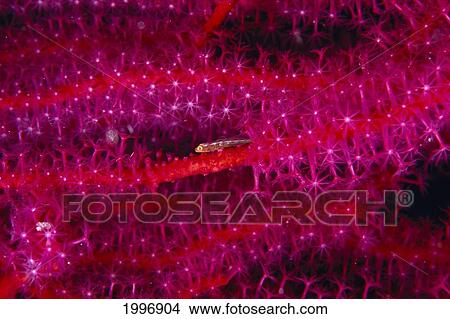 Picture - Solomon Islands, Goby On Sea Whip, Close-Up Detail A90A. Fotosearch