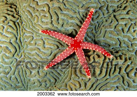 Stock Image - Solomon Islands, Seastar (Fromia Monilis) On Coral (Platgyra Sp? ) Top View. Fotosearch
