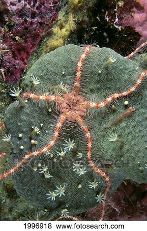 Stock Photo - Solomon Islands, Serpent Sea Star On Leather Coral, Close-Up Detail A90E. Fotosearch