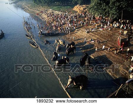 Stock Image - Sonepur Cattle Fair On The Banks Of River Ganga. Fotosearch