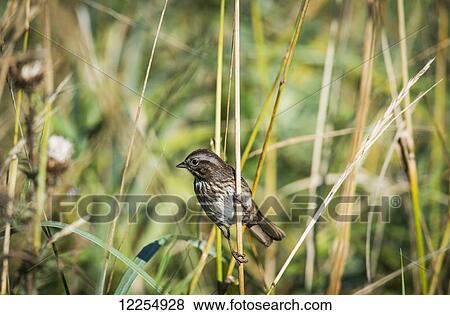 Song Sparrow (Melospiza melodia) perches on a plant; Hoquiam, Washington, United States of America View Large Photo Image Stock Photo - Song Sparrow (Melospiza melodia) perches on a plant; Hoquiam, Washington, United States of America. Fotosearch