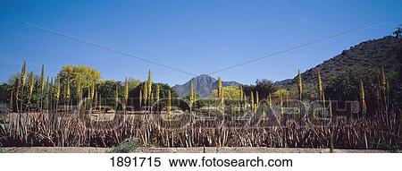 Stock Photography - Sonoran Desert. Fotosearch