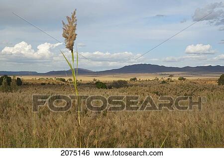 Stock Photograph - Sorghum Fields Near The Maninday River, Toliara Province, Madagascar. Fotosearch