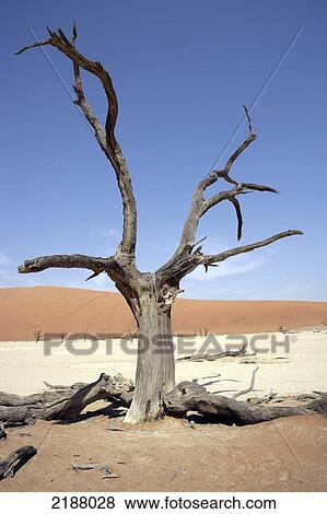 Stock Photo - Sossusvlei Desert Dunes Namib Desert Namibia. Fotosearch