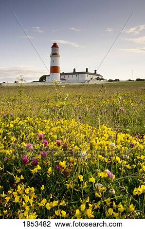 Souter Lighthouse; South Shields Marsden South Tyneside Tyne And Wear England View Large Photo Image Stock Image - Souter Lighthouse; South Shields Marsden South Tyneside Tyne And Wear England. Fotosearch
