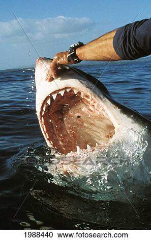 Stock Image - South Africa, Close-Up Of Man's Hand Holding Snout Of Charging Great White Shark (Carcharodon Carcharias). Fotosearch