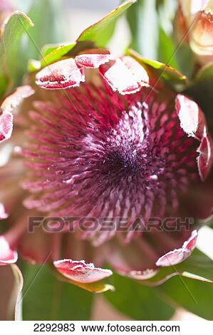 Stock Image - South Africa, Close-Up Of Protea Flower In Bloom; Cape Town. Fotosearch