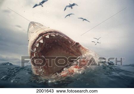 South Africa, Extreme Close-Up Great White Shark With Jaw Wide Open At Surface Birds Flying, Gray Sky Carcharodon Carcharias View Large Photo Image Stock Image - South Africa, Extreme Close-Up Great White Shark With Jaw Wide Open At Surface Birds Flying, Gray Sky Carcharodon Carcharias. Fotosearch