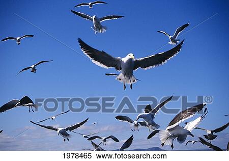 South Africa, Flock of Seagulls flying; Gansbaai View Large Photo Image Stock Photography - South Africa, Flock of Seagulls flying; Gansbaai. Fotosearch