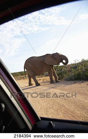 Picture - South Africa, Garden Route, Elephant Seen From Safari Jeep; Addo Elephant National Park. Fotosearch