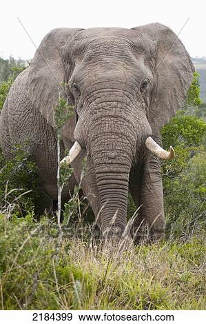 Stock Photo - South Africa, Garden Route, Front View Of Male Elephant; Kariega Game Reserve. Fotosearch