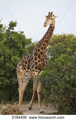 South Africa, Garden Route, Giraffe; Kariega Game Reserve View Large Photo Image Stock Image - South Africa, Garden Route, Giraffe; Kariega Game Reserve. Fotosearch