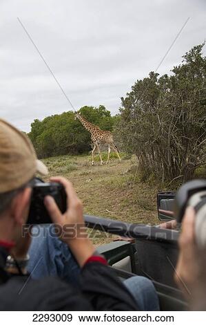 South Africa, Garden Route, Tourists On Game Drive Taking Photos Of Giraffe; Kariega Game Reserve View Large Photo Image Stock Photo - South Africa, Garden Route, Tourists On Game Drive Taking Photos Of Giraffe; Kariega Game Reserve. Fotosearch