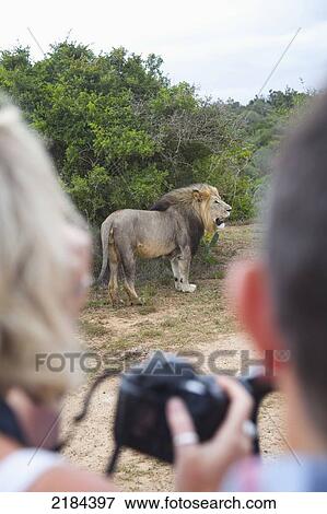 Stock Photo - South Africa, Garden Route, Tourists Photographing Lion; Kariega Game Reserve. Fotosearch