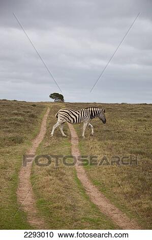 Stock Image - South Africa, Garden Route, Zebra Crossing Dirt Track; Kariega Game Reserve. Fotosearch