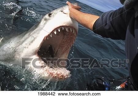 South Africa, Great White Shark (Carcharodon Carcharias) Jumping Out Of Water, Man Holding Snout. View Large Photo Image Stock Image - South Africa, Great White Shark (Carcharodon Carcharias) Jumping Out Of Water, Man Holding Snout.. Fotosearch