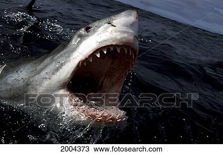 Stock Image - South Africa, Great White Shark Charging At Surface With Mouth Open Carcharodon Carcharias. Fotosearch