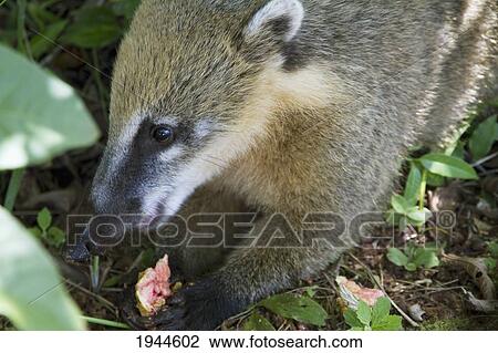 Stock Image - South American Coati or Ring-tailed Coati (Nasua nasua), Iguazu Falls National Park, Misiones, Argentina. Fotosearch