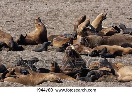 South American Sea Lion (Otaria flavescens) Colony, Punta Loma, Chubut, Argentina View Large Photo Image Stock Image - South American Sea Lion (Otaria flavescens) Colony, Punta Loma, Chubut, Argentina. Fotosearch