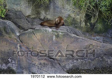 South American Sea Lion (Otaria Flavescens), Quitralco Fjord, Aysen Region, Chile View Large Photo Image Stock Image - South American Sea Lion (Otaria Flavescens), Quitralco Fjord, Aysen Region, Chile. Fotosearch