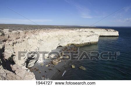 Stock Photo - South American Sea Lion (Otaria flavescens) Colony, Punta Loma, Chubut, Argentina. Fotosearch