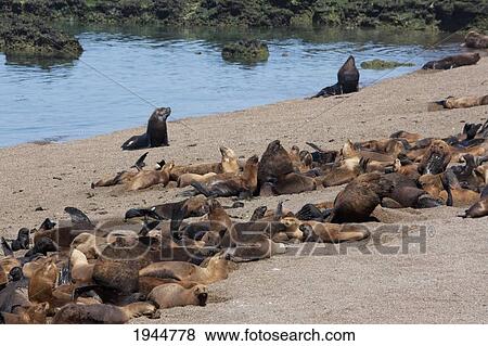 South American Sea Lion (Otaria flavescens) Colony, Punta Loma, Chubut, Argentina View Large Photo Image Stock Photo - South American Sea Lion (Otaria flavescens) Colony, Punta Loma, Chubut, Argentina. Fotosearch